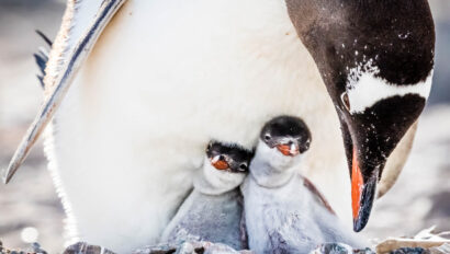 A couple of young gentoo penguins are kept warm by an adult in their nest at the Plenau Island, Lemaire Channel, Antarctica.