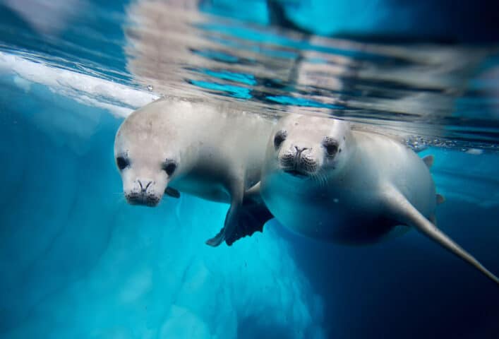 Two seals underwater.