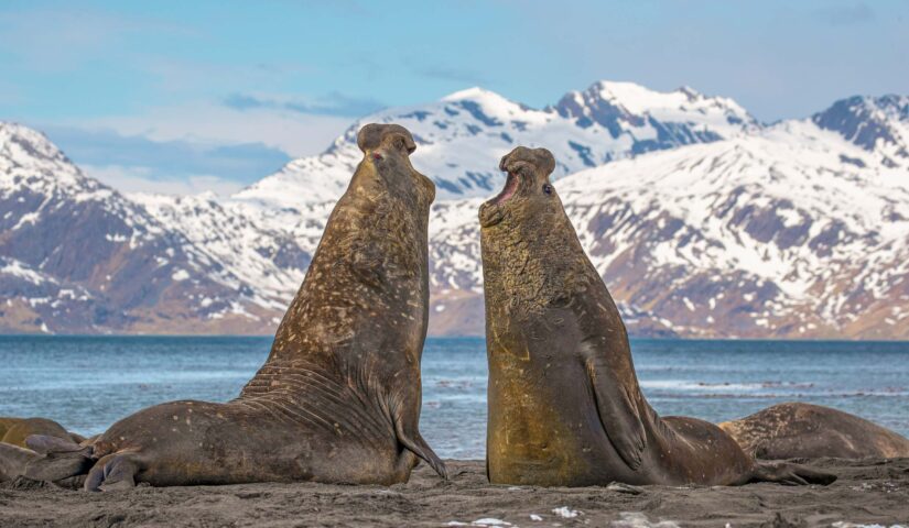 Two elephant seals.