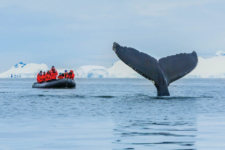 A group of people on a raft watching a whale dive.