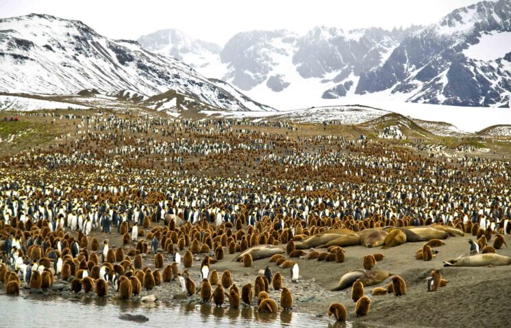Penguins in Antartica.