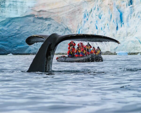 A group of tourists watching a whale.