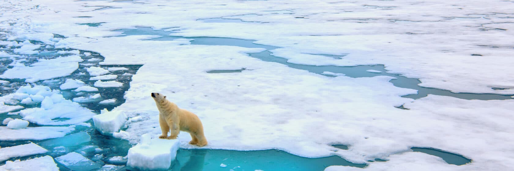 A polar bear in the arctic.