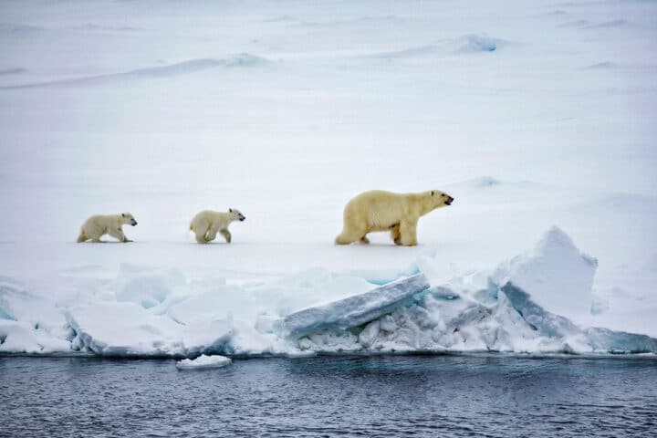 A polar bear and two cubs in the Arctic.