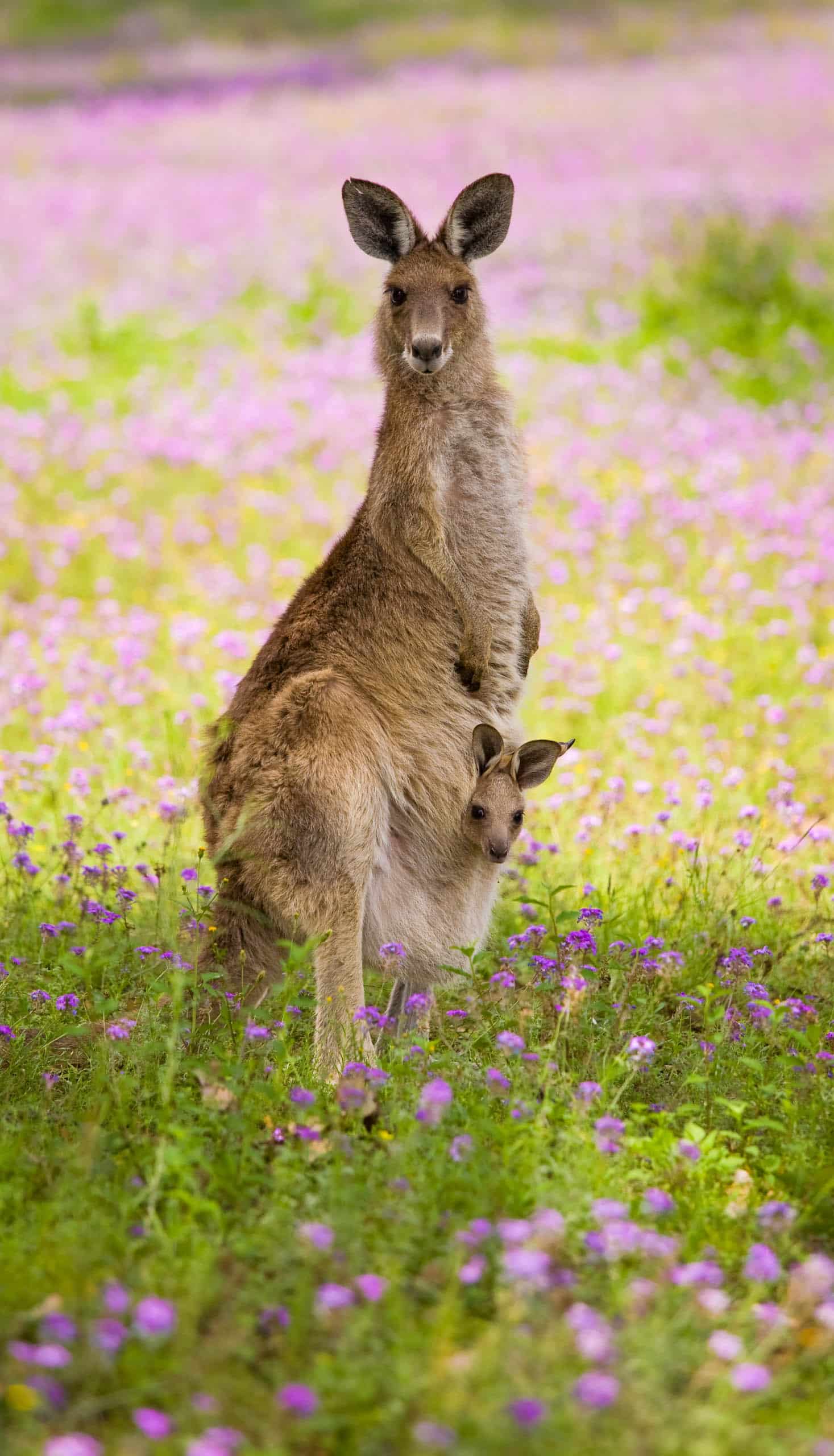 A kangaroo with its baby in its pouch.