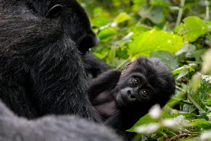 Baby Mountain Gorilla in Bwindi Impenetrable National Park