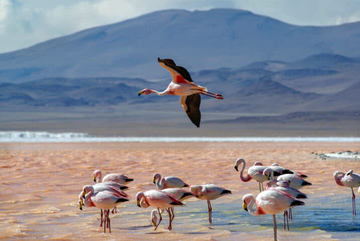 Flamingos in Laguna Colorada, Uyuni Highlands, Bolivia.