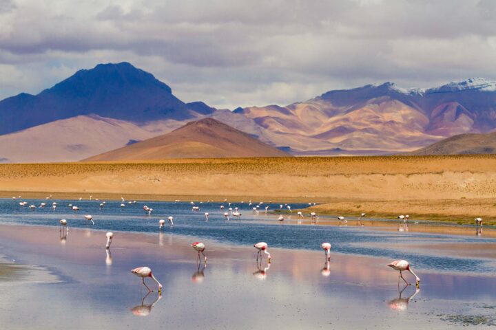 Flamingos in Laguna Hedionda.