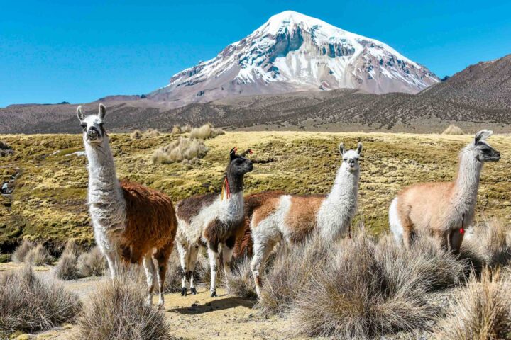 A pack of llamas in Bolivia.