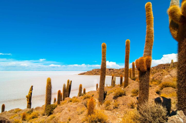 Cactus in Salar de Uyuni, Bolivia.
