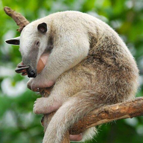 An anteater in a tree.