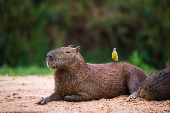 A bird perched on a capybara's back.