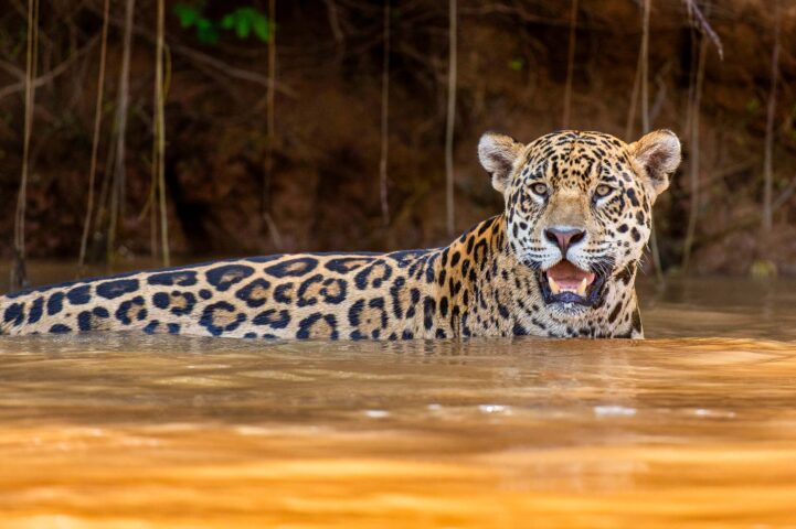 A jaguar swimming.