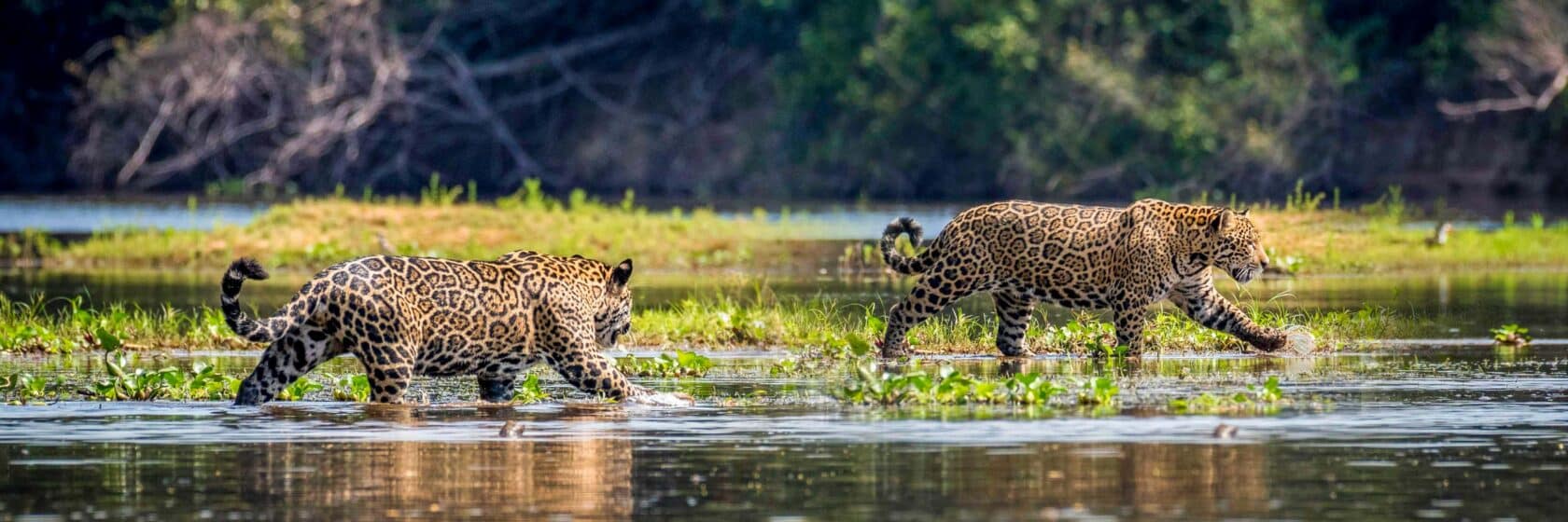 Two jaguars.