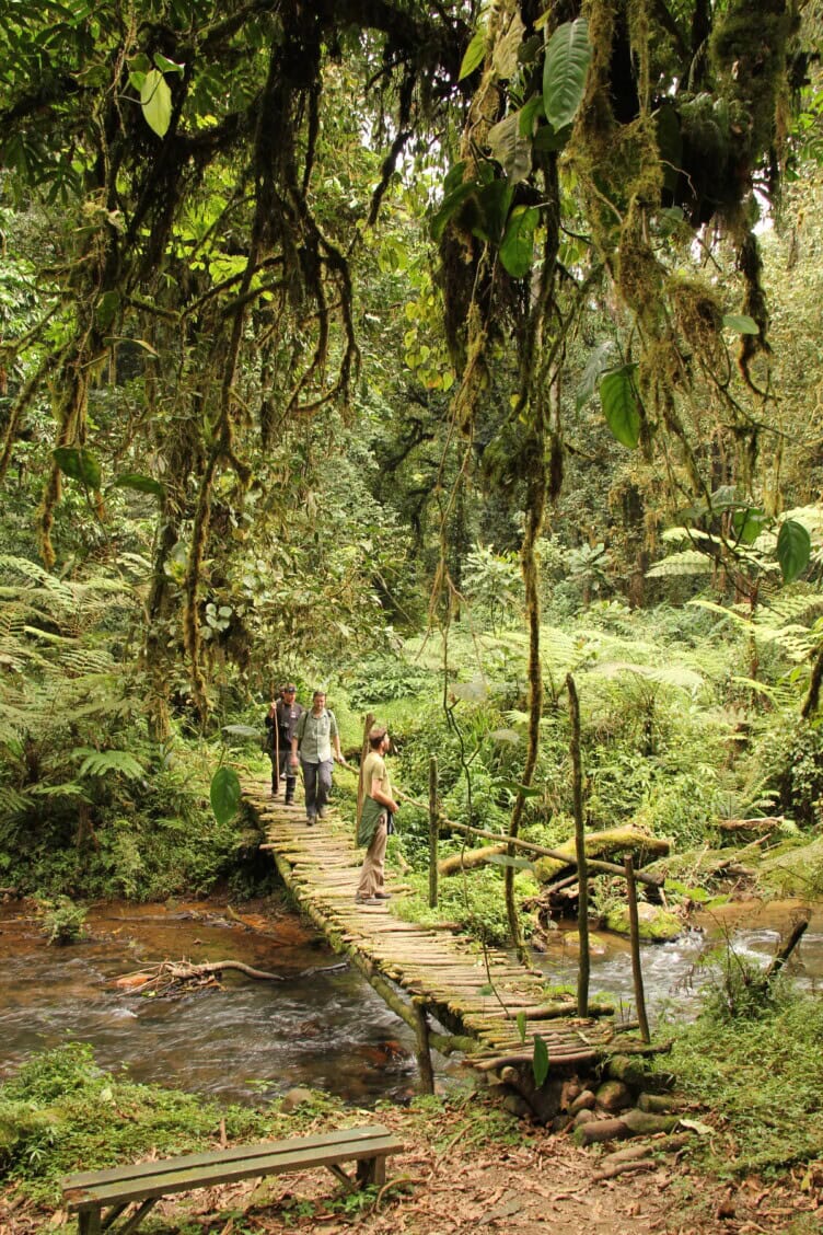 Three travelers walk across a wooden bridge over a small stream in a dense, green forest with hanging moss and ferns.