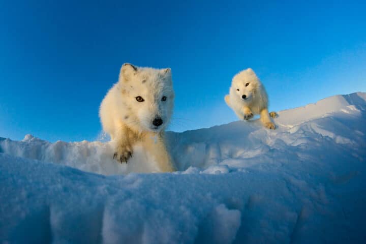 Two arctic foxes.