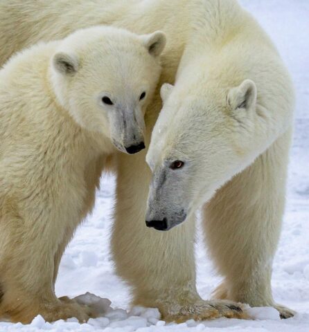 A polar bear and its cub.