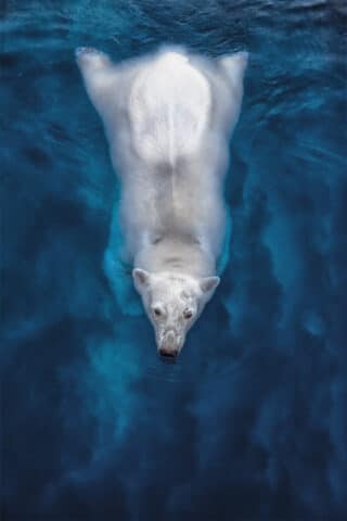A polar bear swimming.