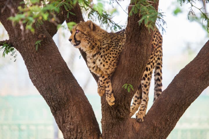 Cheetah sitting in a tree