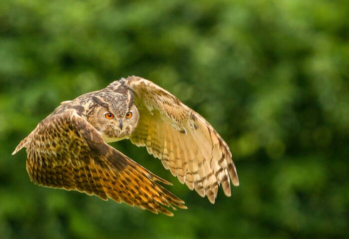 An Eagle Owl flying.