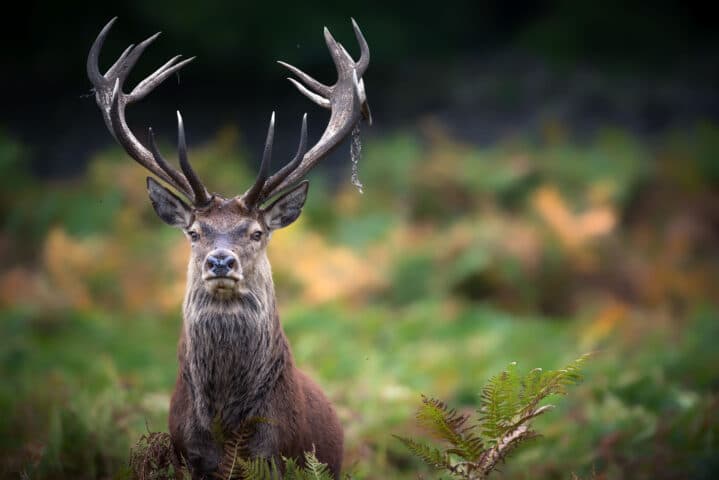 A red stag.