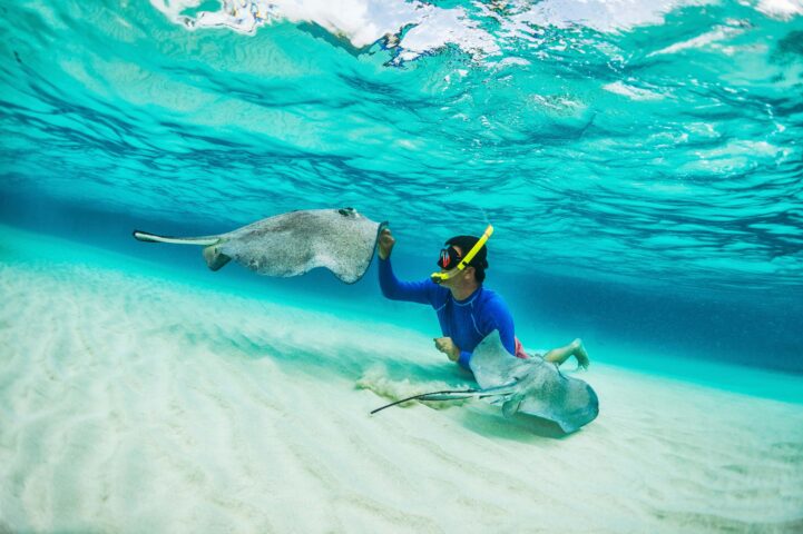 A person snorkeling alongside manta rays.