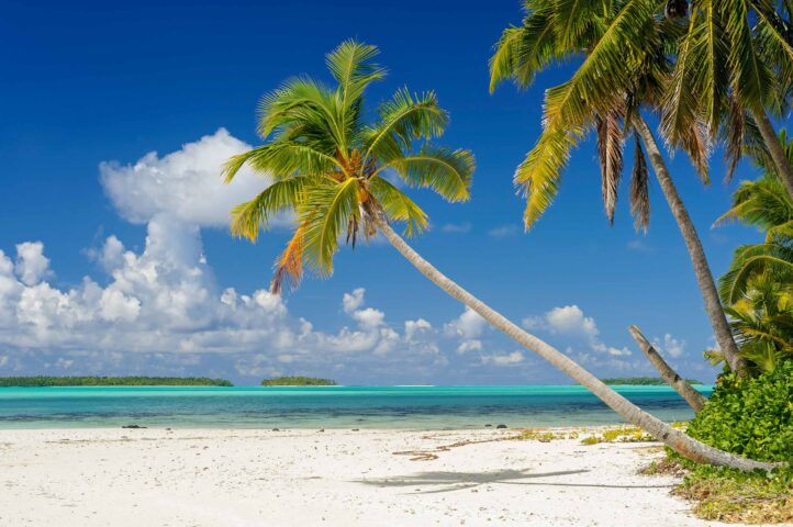 A beach with palm trees.