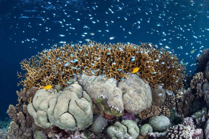 A school of fish swimming above a coral reef.