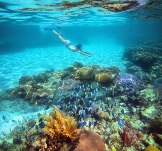 A person snorkeling by a coral reef.