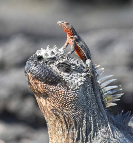 A lava lizard keeps watch from the head of a marine iguana.