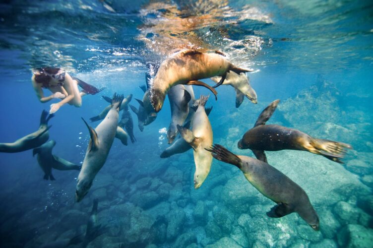 Sea lions underwater.