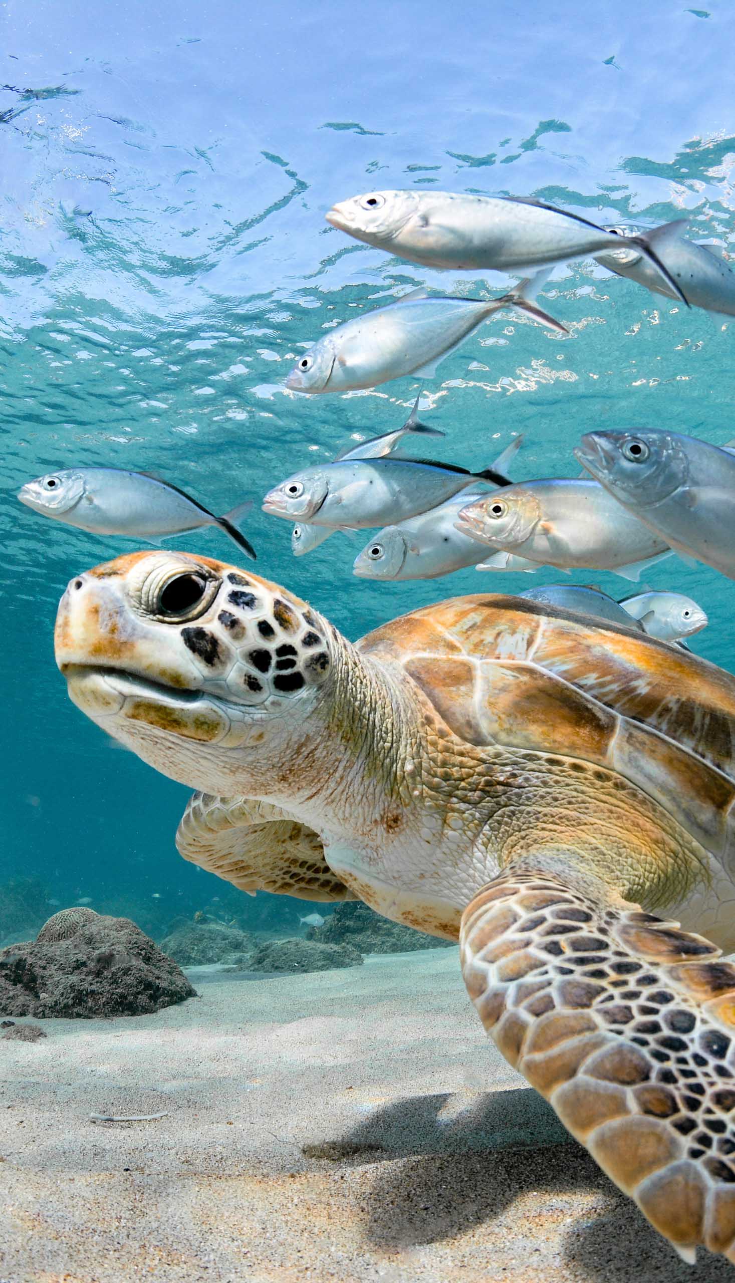 A sea turtle and a school of fish.