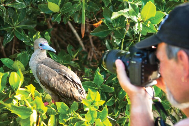 A photographer taking photos of a red footed booby.