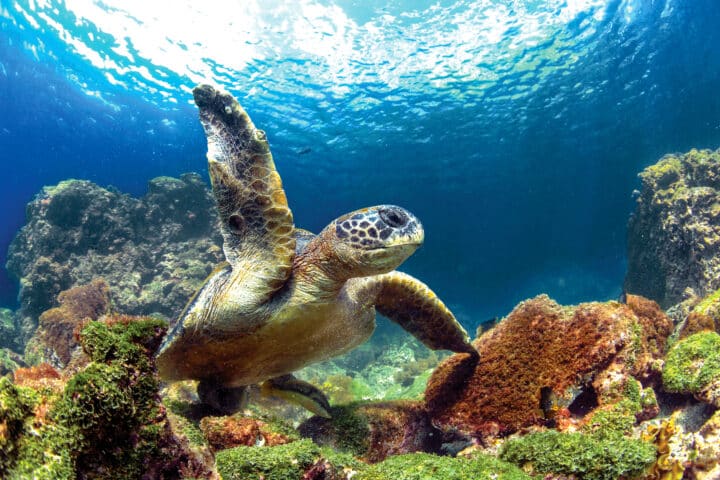 Green sea turtle underwater, Galapagos Islands