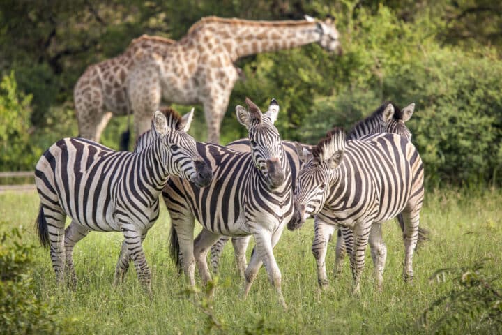 Group of zebras, Kruger national park, South Africa