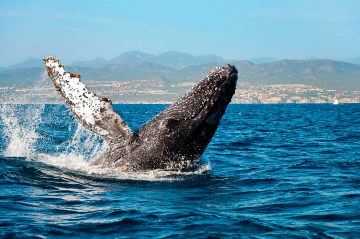 Humpback Whale breaching off the coast of Cabo San Lucas, Mexico