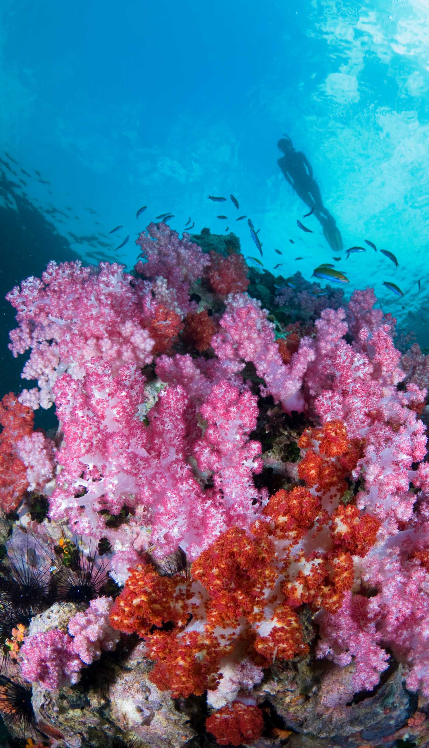A pink coral reef.