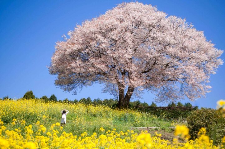 A field in Japan with a cherry blossom tree.