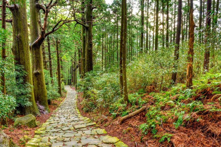 Kumano Kodo sacred trail at Daimon-zaka.