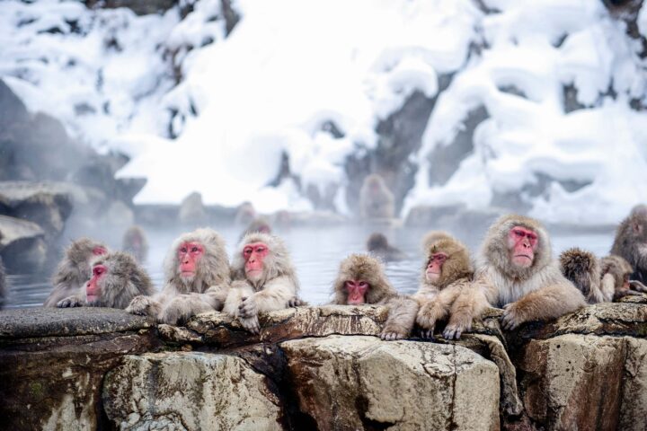 A group of monkeys.