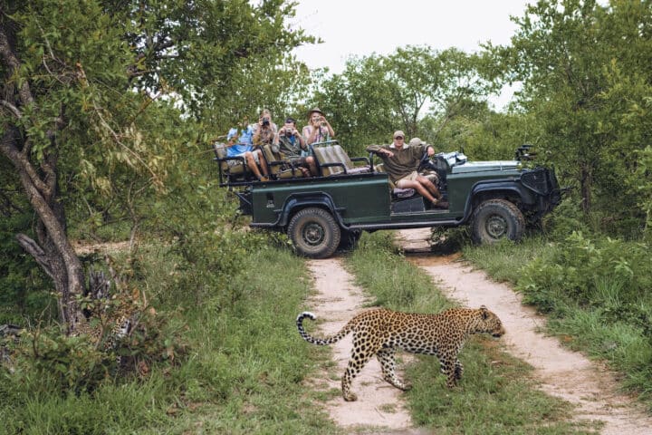 Leopard Crossing Road With Tourists In Background