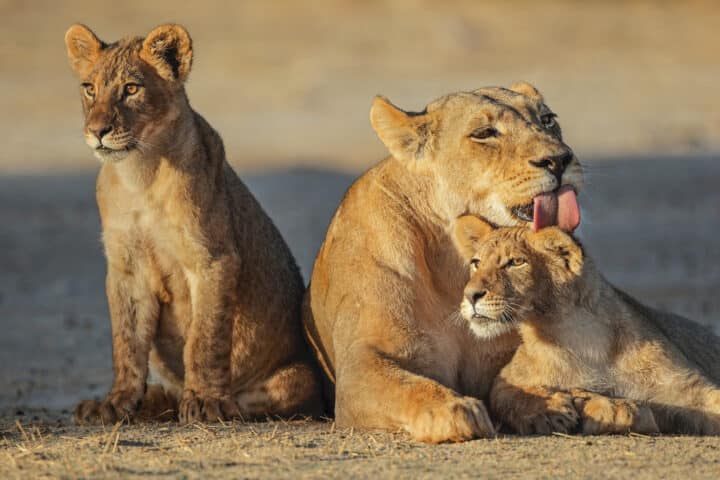 Lioness with cubs (Panthera leo) in early morning light, Kalahari desert, South Africa
