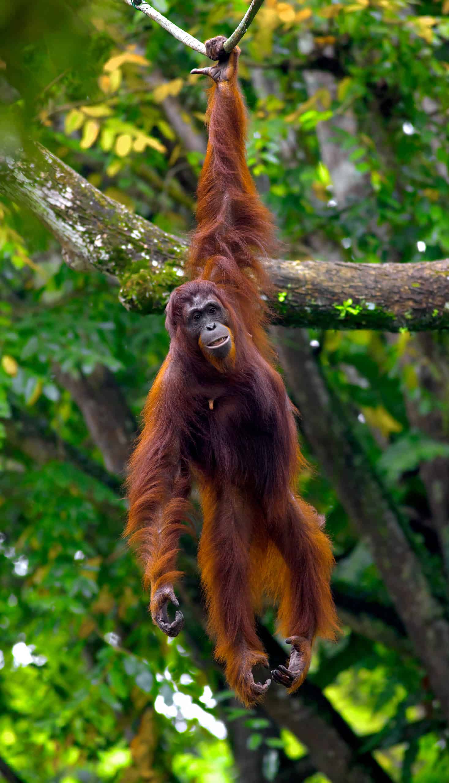 An orangutan hanging from a tree.