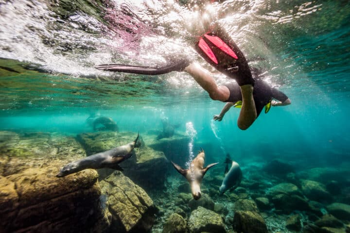 A man is snorkelling with California sea lions