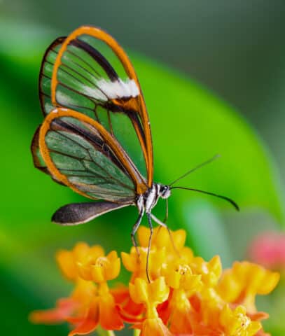 Maco of a glasswinged butterfly on a flower