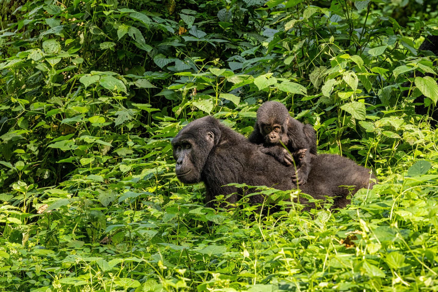 Adult female gorilla with baby, Gorilla beringei beringei, in the lush foliage of the Bwindi Impenetrable forest, Uganda. Members of the Muyambi family habituated group of the conservation programme