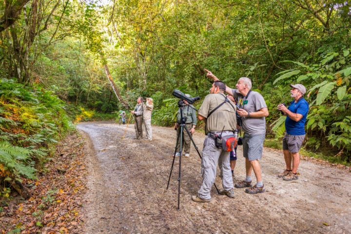 OSA PENINSULA, COSTA RICA - Naturalist guide with spotting scope on tripod, viewing wildlife in rain forest with eco-tourists.