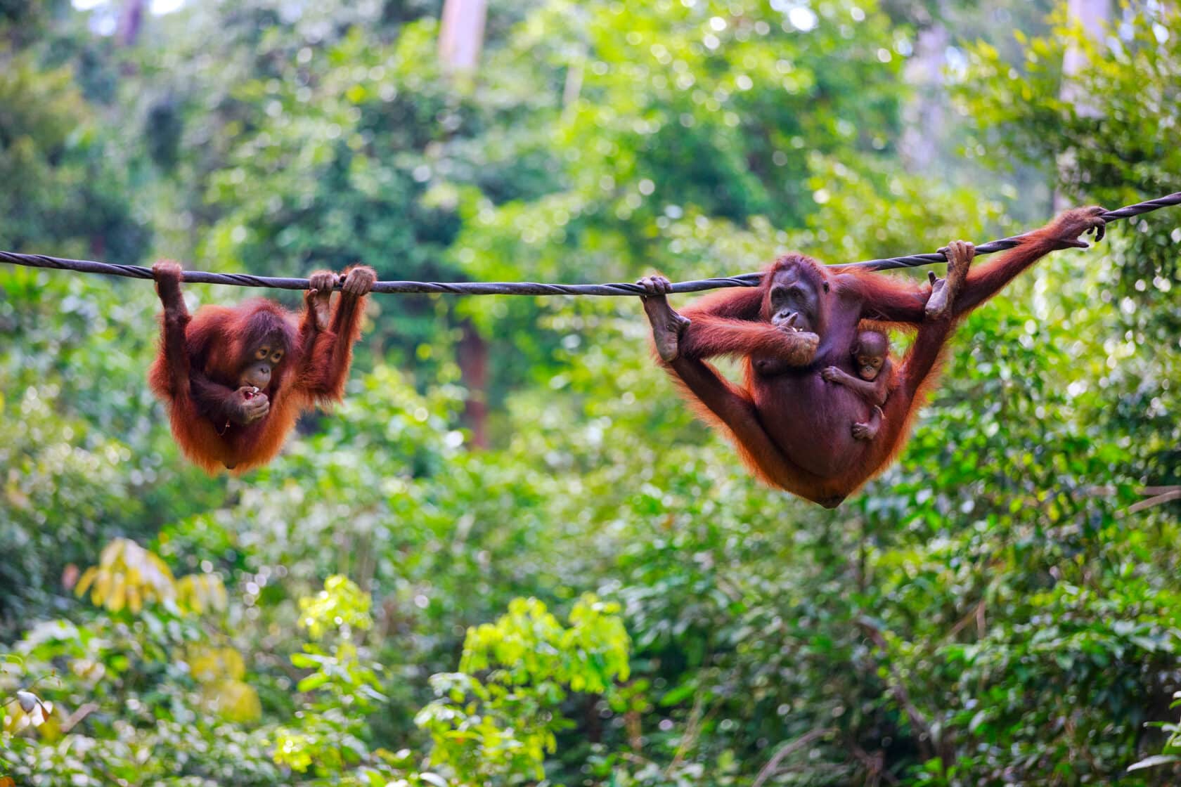 Orangutans from Sabah in Malaysian Borneo