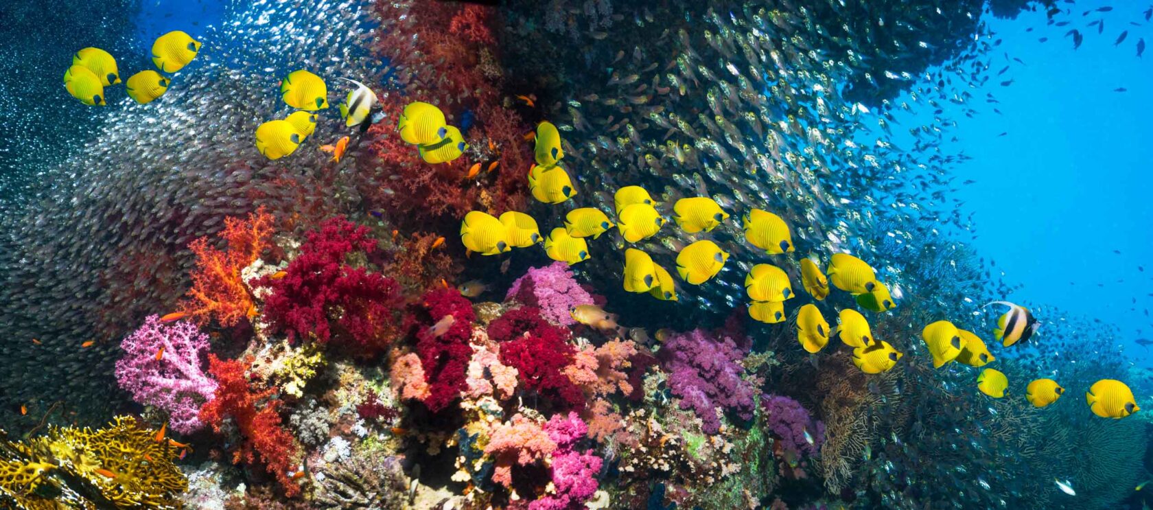 A school of golden butterfly fish swimming past a coral reef.