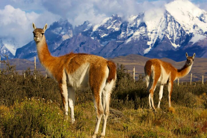 Two Guanacos in Patagonia.